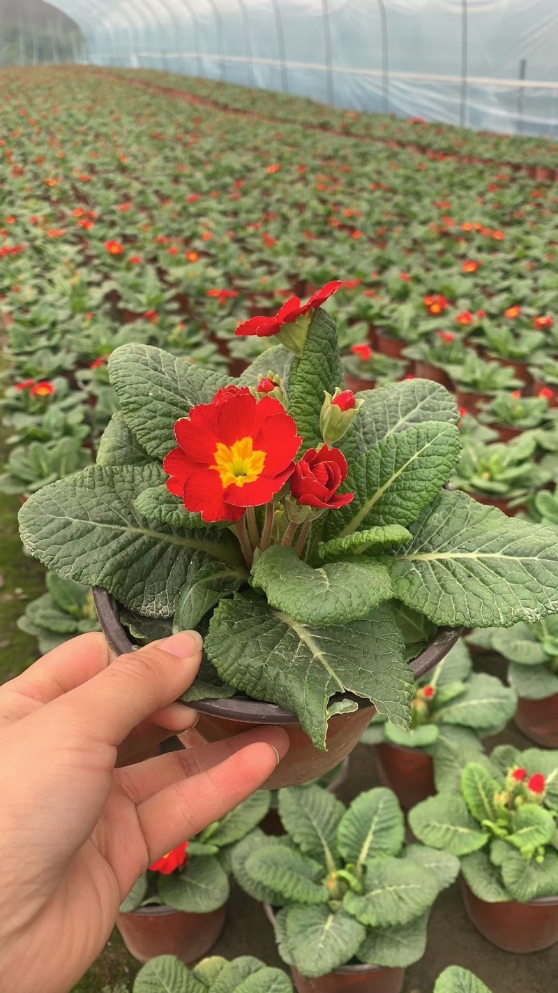 报春花，双色杯报春花，报春花工程用，报春花基地直销