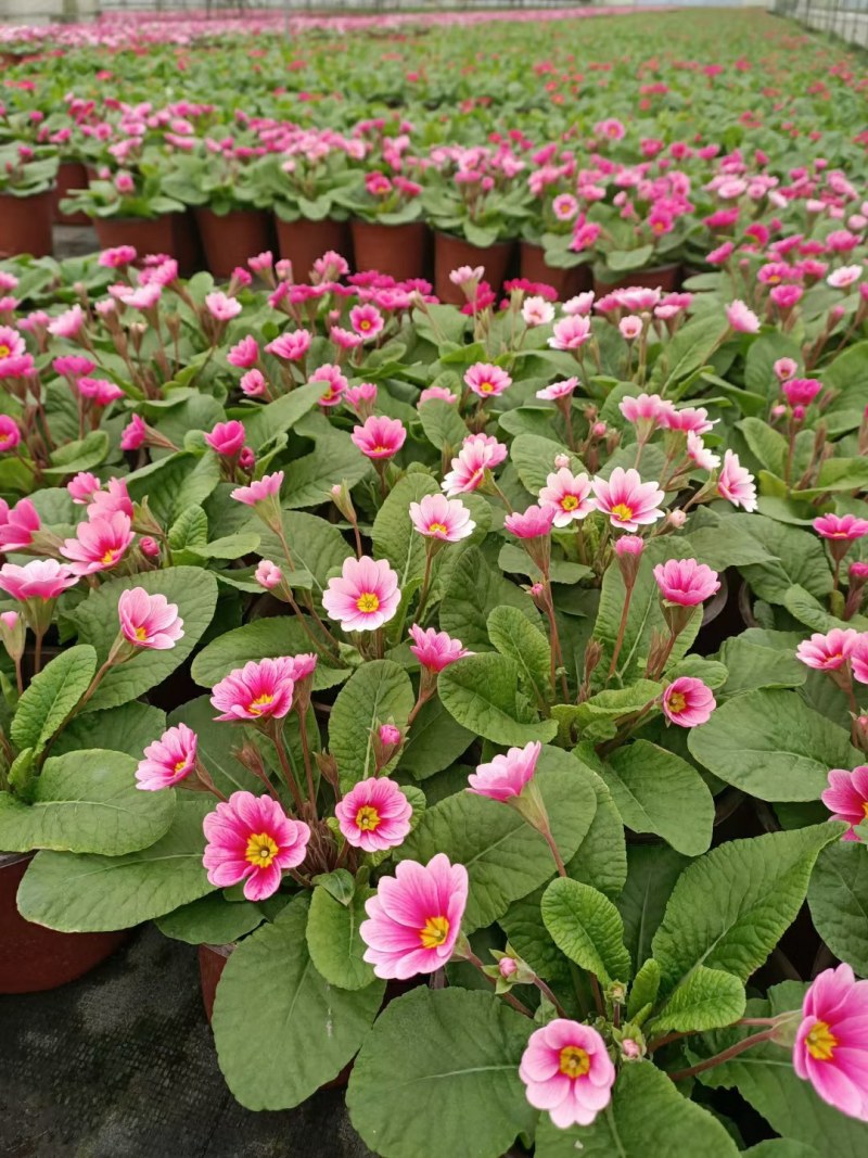 报春花，双色杯报春花，报春花工程用，报春花基地直销