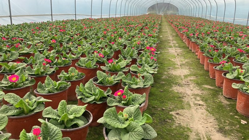 报春花，双色杯报春花，报春花工程用，报春花基地直销