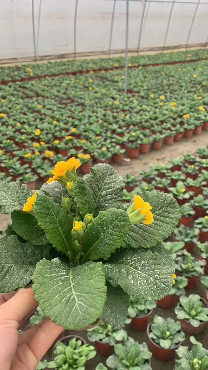 报春花，双色杯报春花，报春花工程用，报春花基地直销