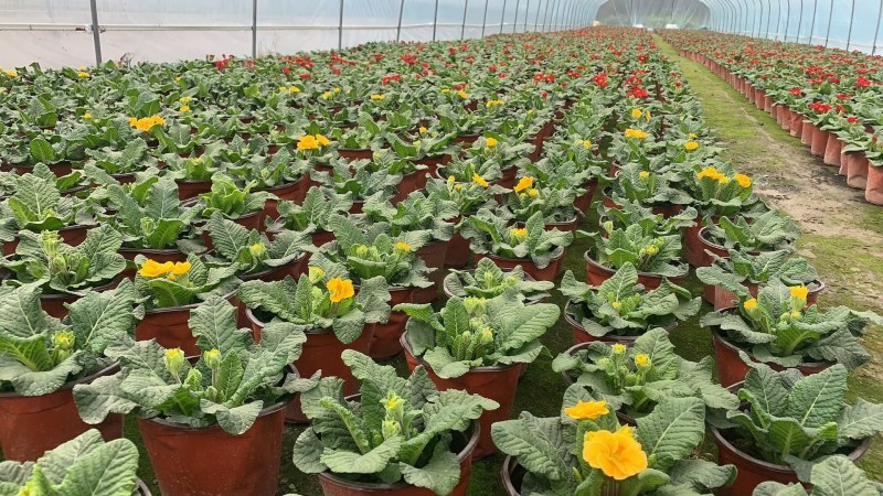 报春花，双色杯报春花，报春花工程用，报春花基地直销