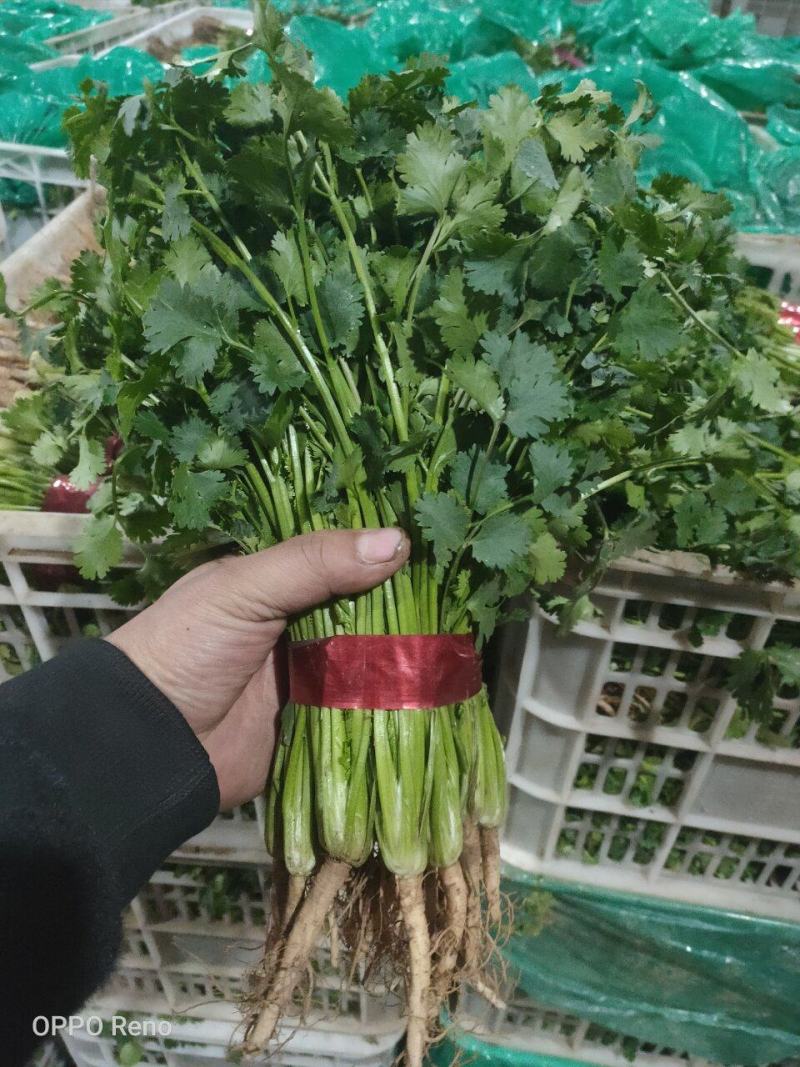 聊城沙镇铁杆青香菜。