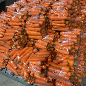 胡萝卜，精品胡萝卜🥕，东台胡萝卜大量上市中，基地化供应