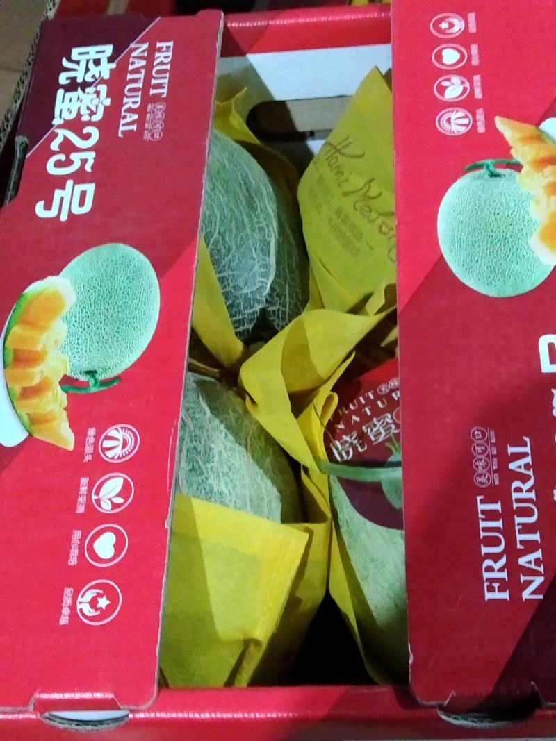 哈密瓜海南精品二十五号