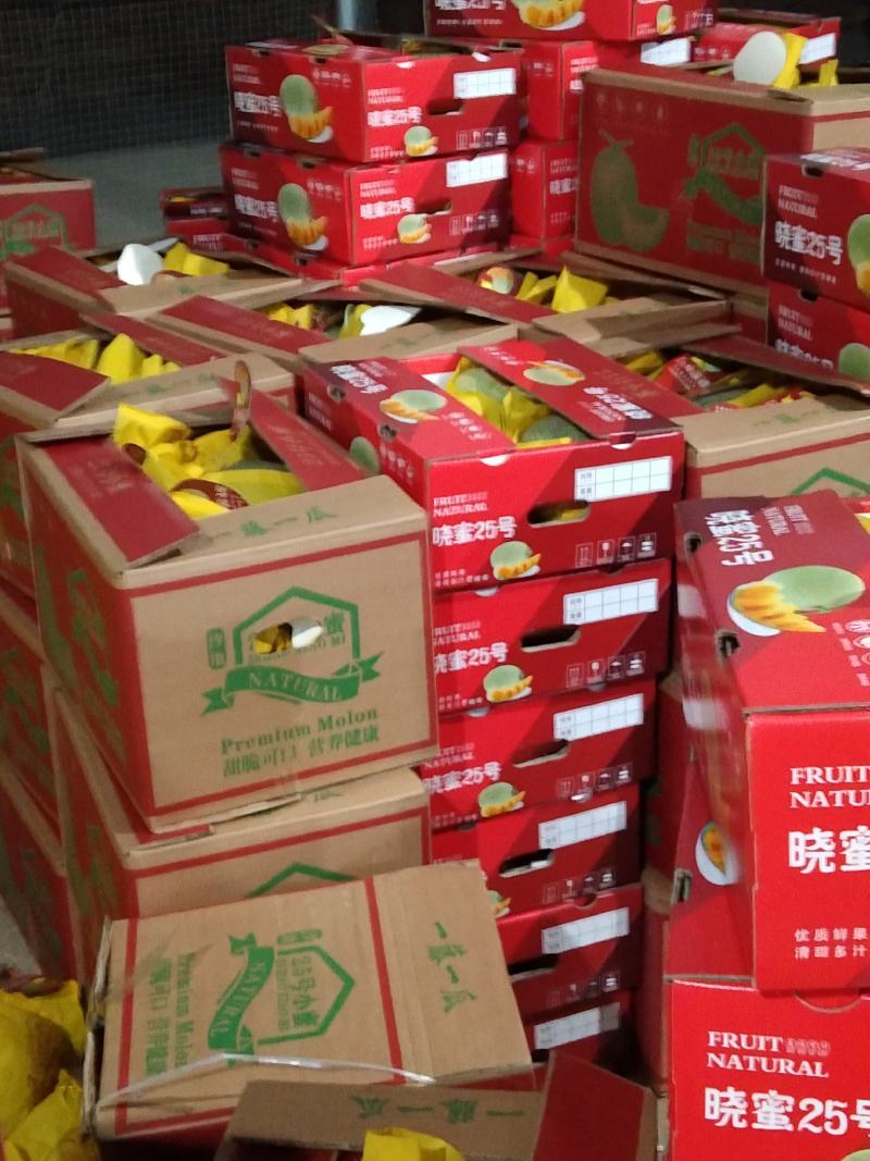 哈密瓜海南精品二十五号
