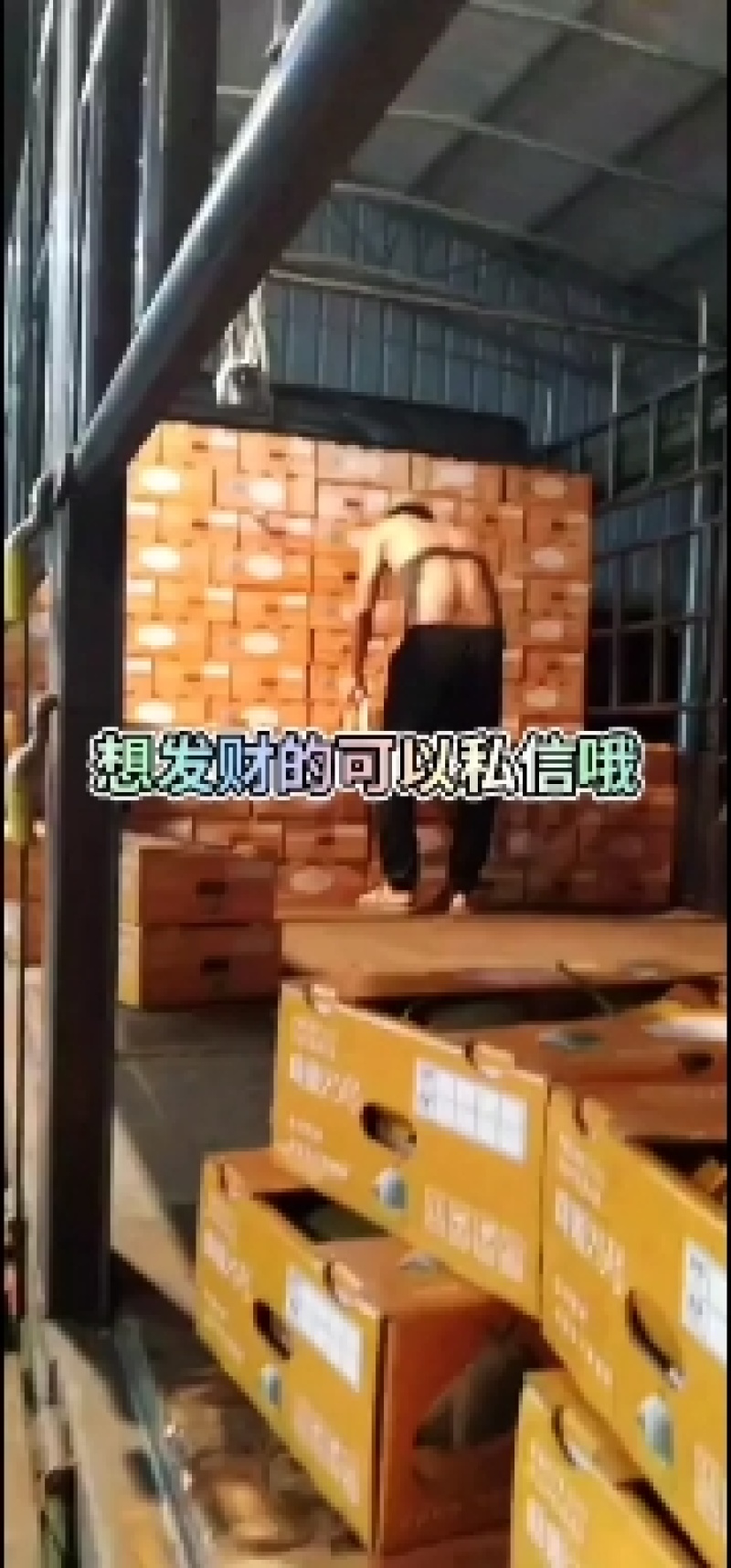 哈密瓜海南精品二十五号