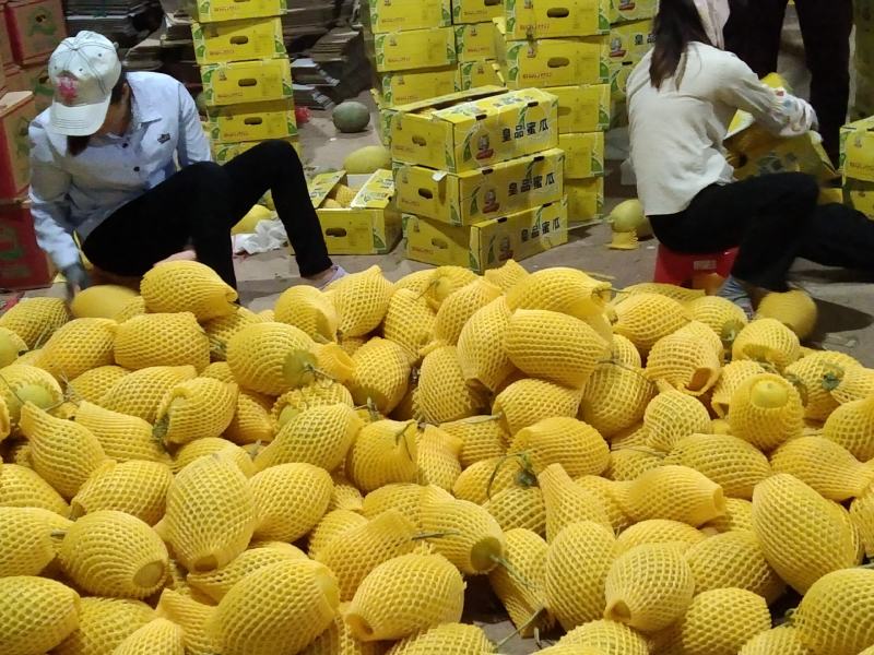 哈密瓜海南精品二十五号