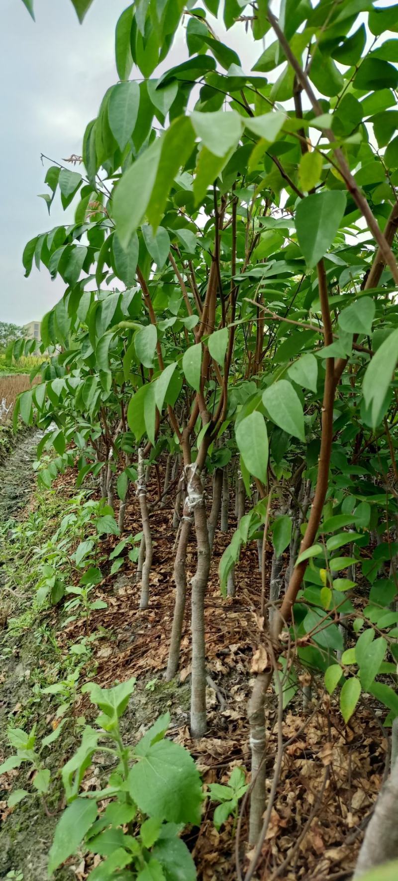 【杨桃苗】四季甜杨桃苗易种植好管理欢迎采购