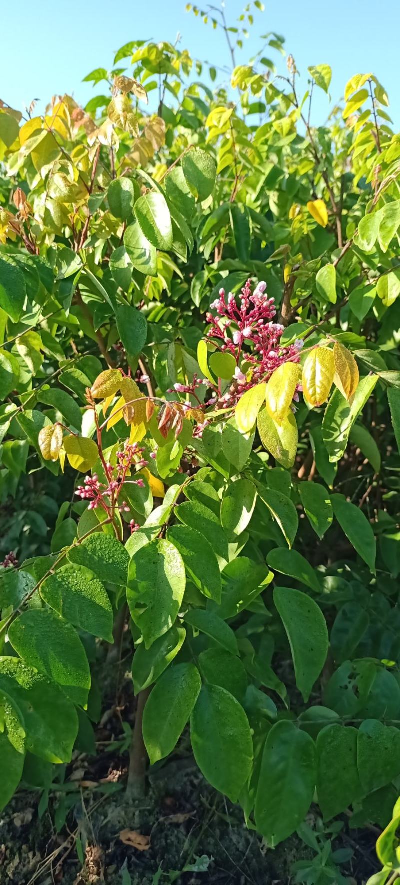 【杨桃苗】四季甜杨桃苗易种植好管理欢迎采购