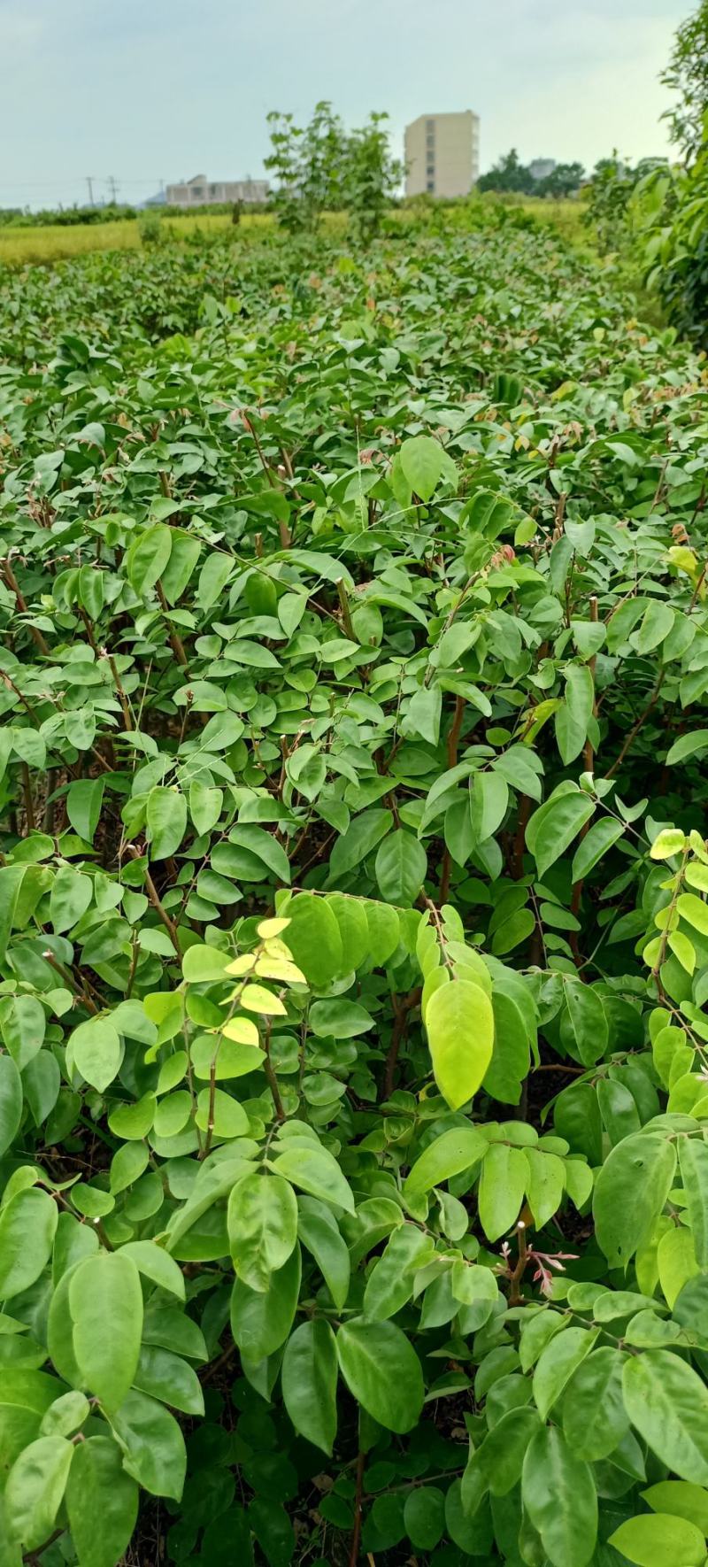 【杨桃苗】四季甜杨桃苗易种植好管理欢迎采购