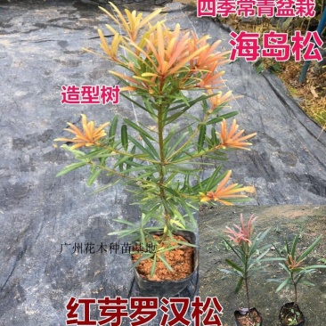 四季红芽海岛罗汉松红心罗汉松观赏植物造型盆栽