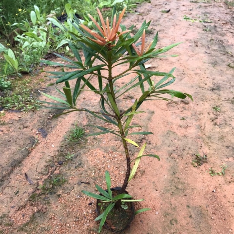 四季红芽海岛罗汉松红心罗汉松观赏植物造型盆栽