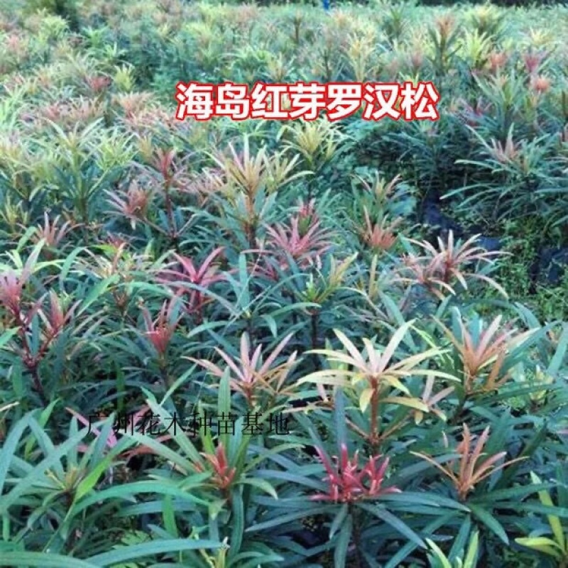 四季红芽海岛罗汉松红心罗汉松观赏植物造型盆栽