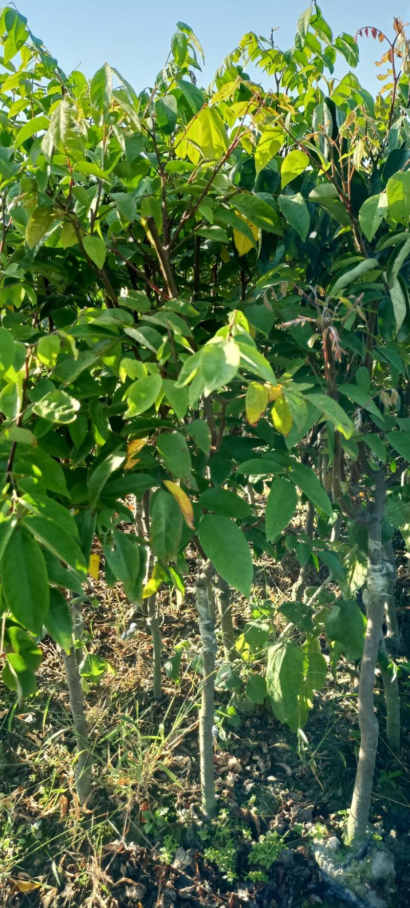 【杨桃苗】四季甜杨桃苗易种植好管理欢迎采购