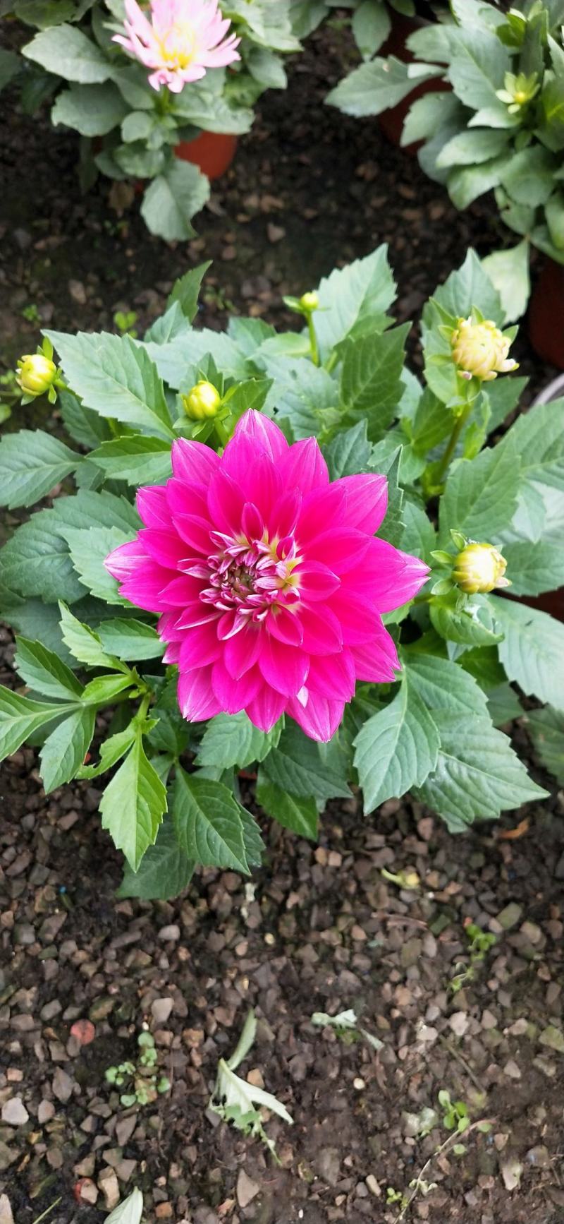 小丽花，大丽花，大丽菊，小丽菊