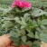 小丽花,大丽花,大丽菊,小丽菊