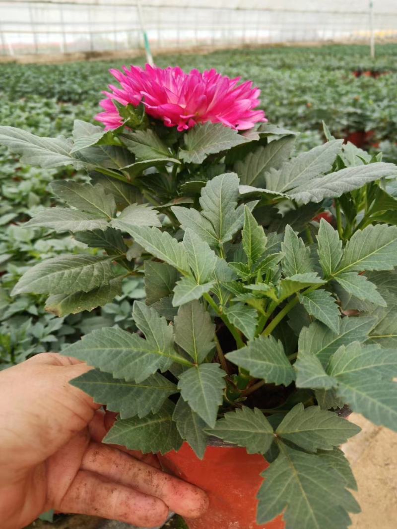 小丽花，大丽花，大丽菊，小丽菊