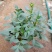 小丽花,大丽花,大丽菊,小丽菊