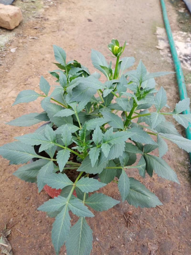 小丽花，大丽花，大丽菊，小丽菊