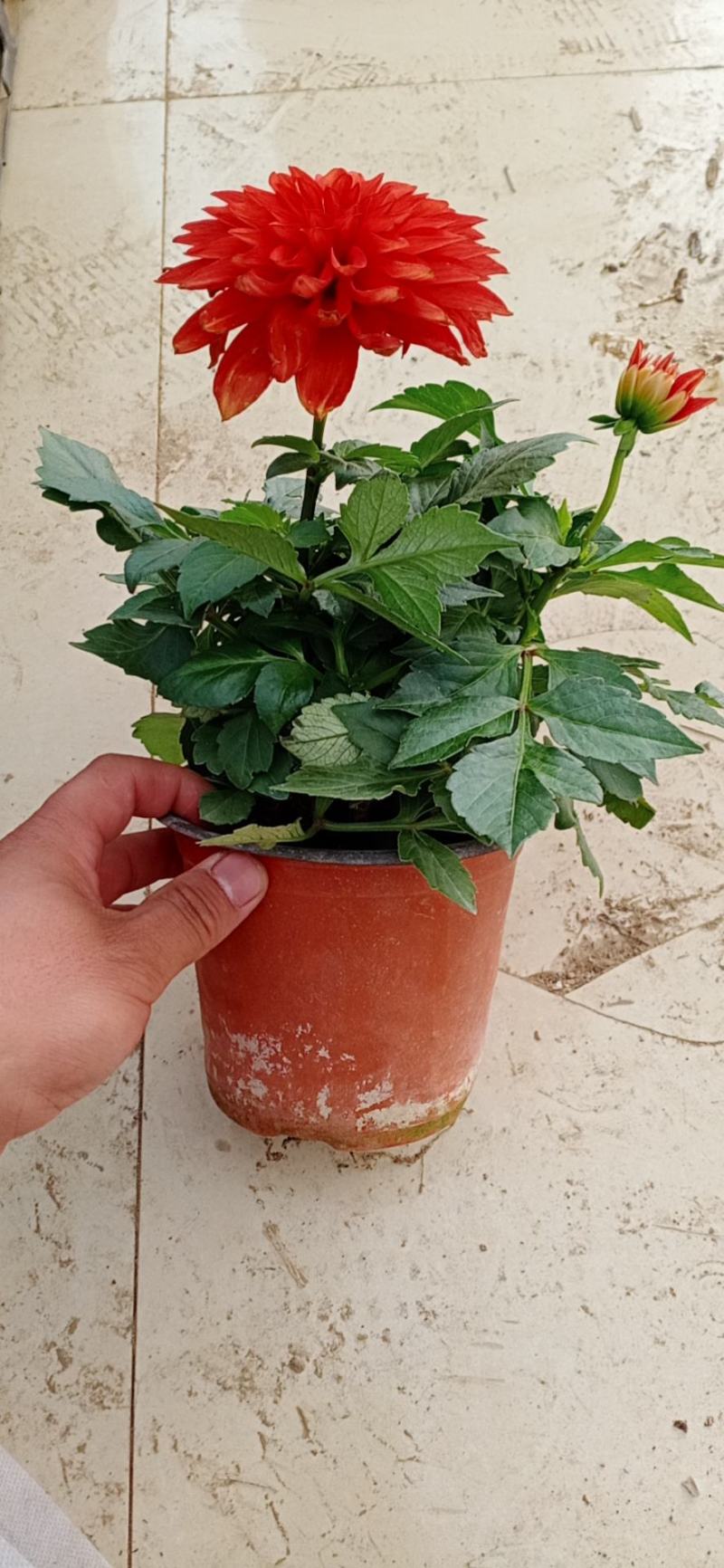 小丽花，大丽花，大丽菊，小丽菊