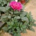 小丽花,大丽花,大丽菊,小丽菊