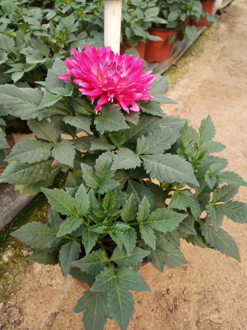 小丽花，大丽花，大丽菊，小丽菊