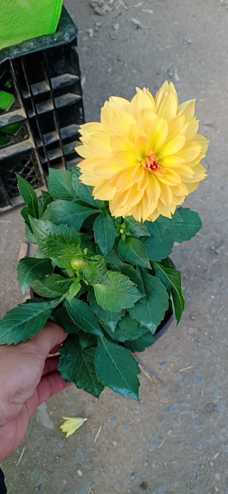 小丽花，大丽花，大丽菊，小丽菊