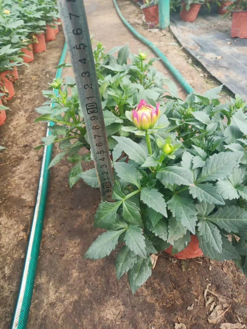 小丽花，大丽花，大丽菊，小丽菊