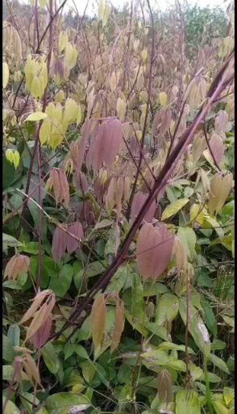 高档保健水果不炸瓜黄金蕉九月黄苗低价供应货源充足规格齐全
