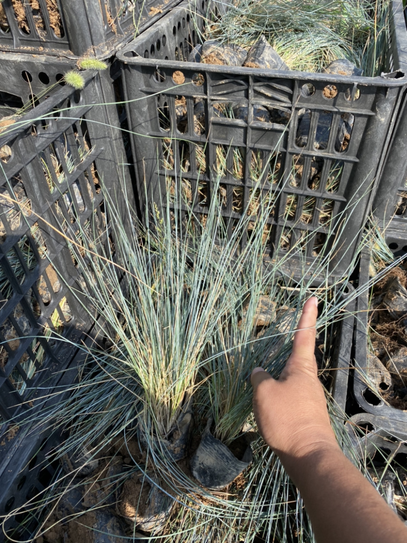蓝羊茅价格。青州蓝羊茅蓝羊茅100万处理