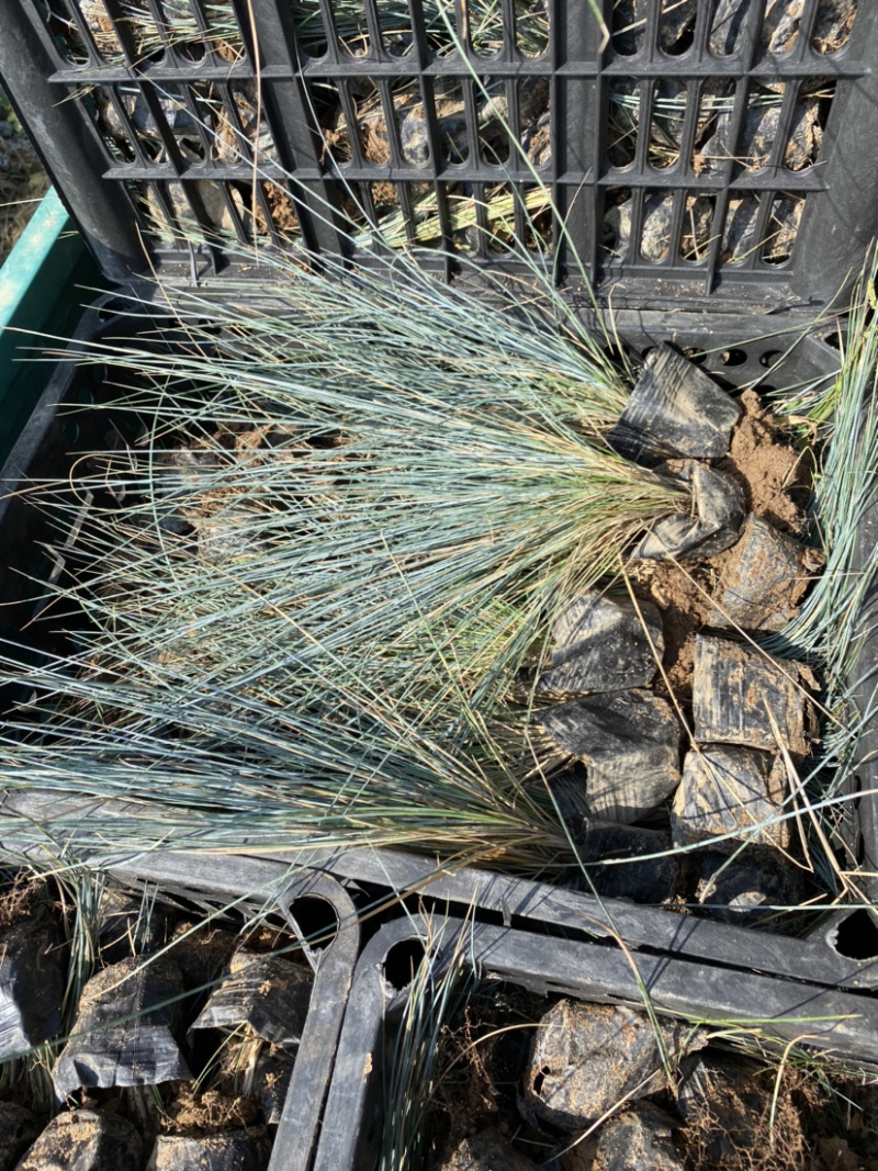 蓝羊茅价格。青州蓝羊茅蓝羊茅100万处理