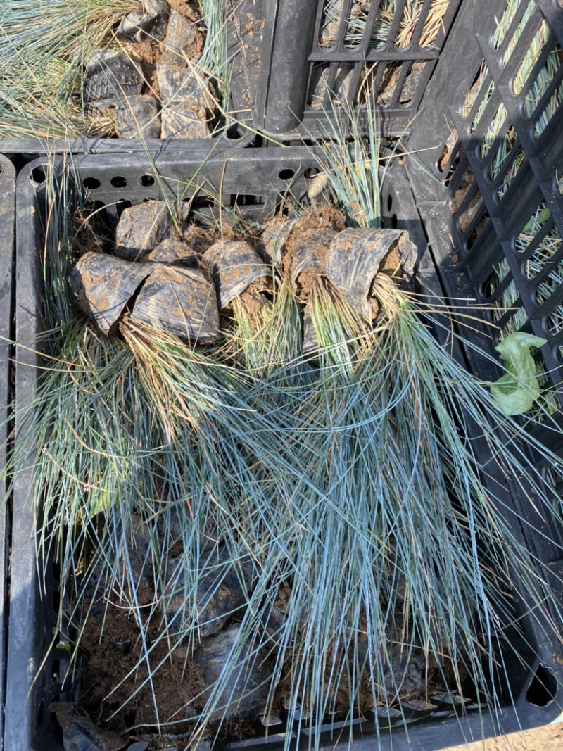 蓝羊茅价格。青州蓝羊茅蓝羊茅100万处理