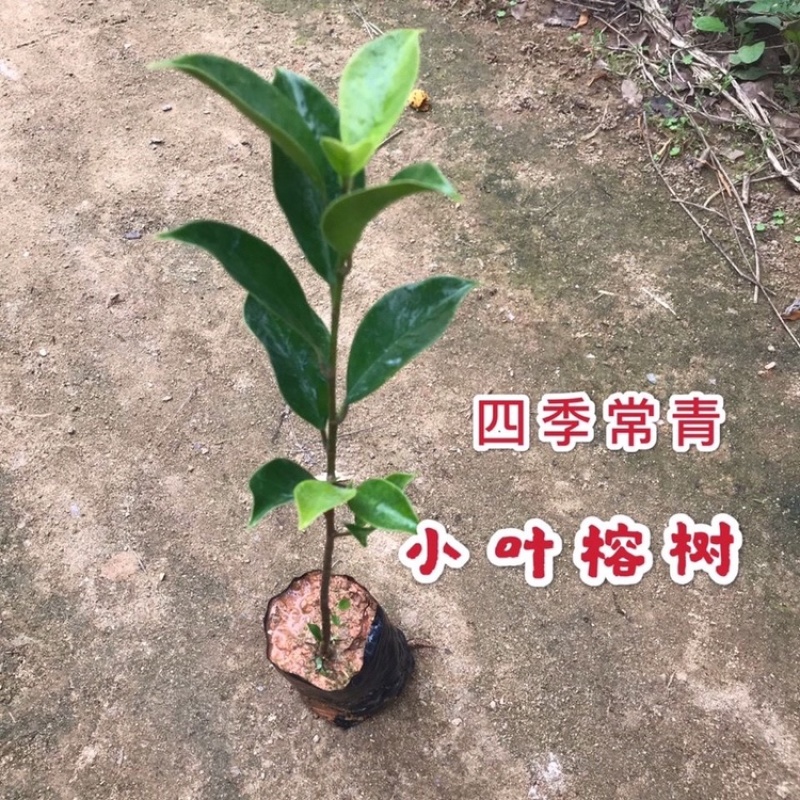 四季常青小叶榕树苗长须根细叶榕耐旱耐寒植物