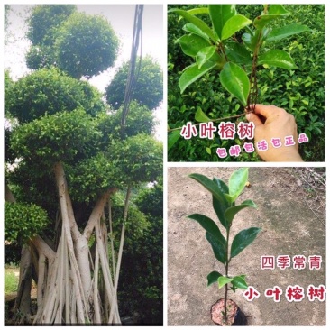 四季常青小叶榕树苗长须根细叶榕耐旱耐寒植物