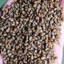 苦荞米大货供应苦荞茶原料荞麦米苦荞