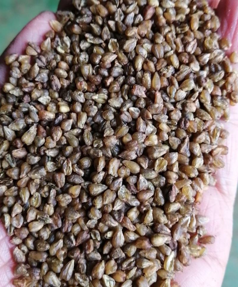 苦荞米大货供应苦荞茶原料荞麦米苦荞