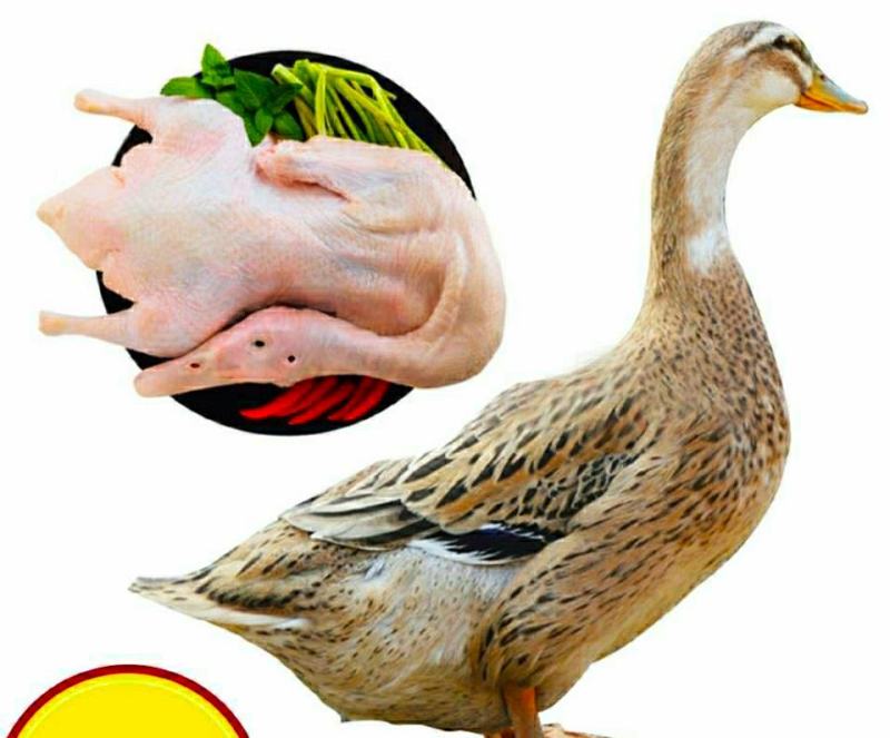 农家散养土鸭营养美味活杀现发整只包邮