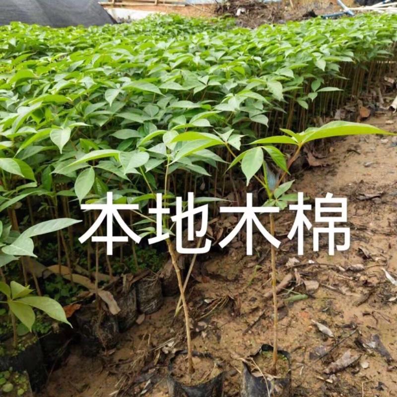 正宗大红木棉树苗南方红花木棉广州市花红木棉