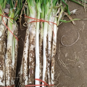 河南长白大葱，大型种植基地，产地直销，量大从优，长年供应