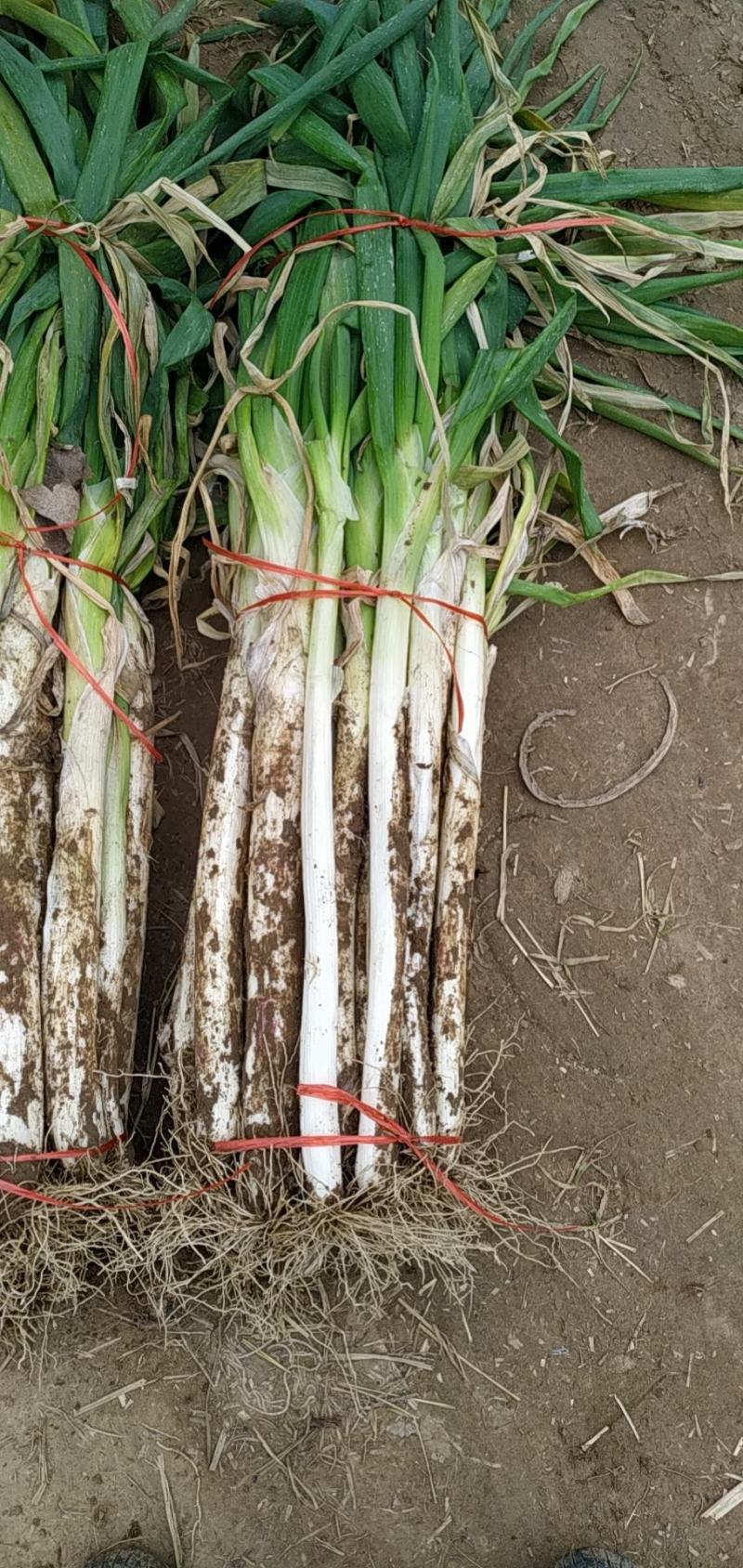 河南长白大葱，大型种植基地，产地直销，量大从优，长年供应