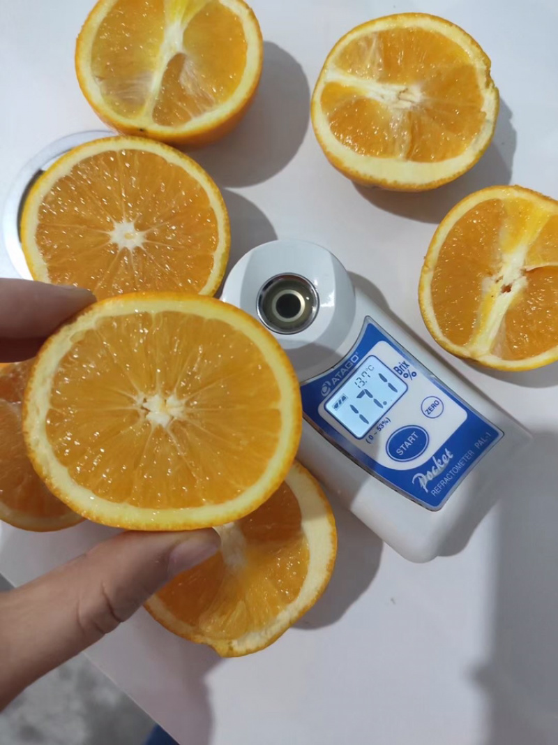 鲜果城堡冰糖橙大量上市承接各大平台一件代发