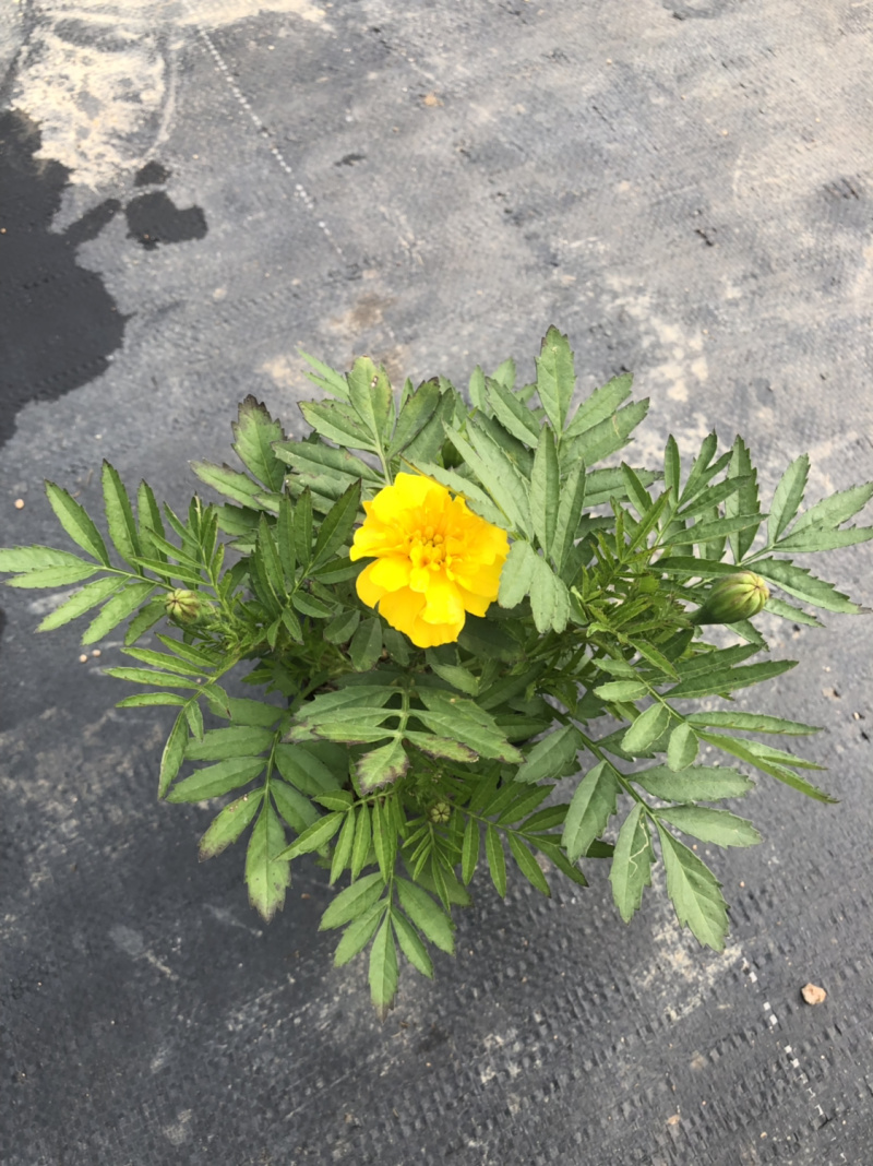 基地大量供应各品种时花