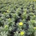基地大量供应各品种时花