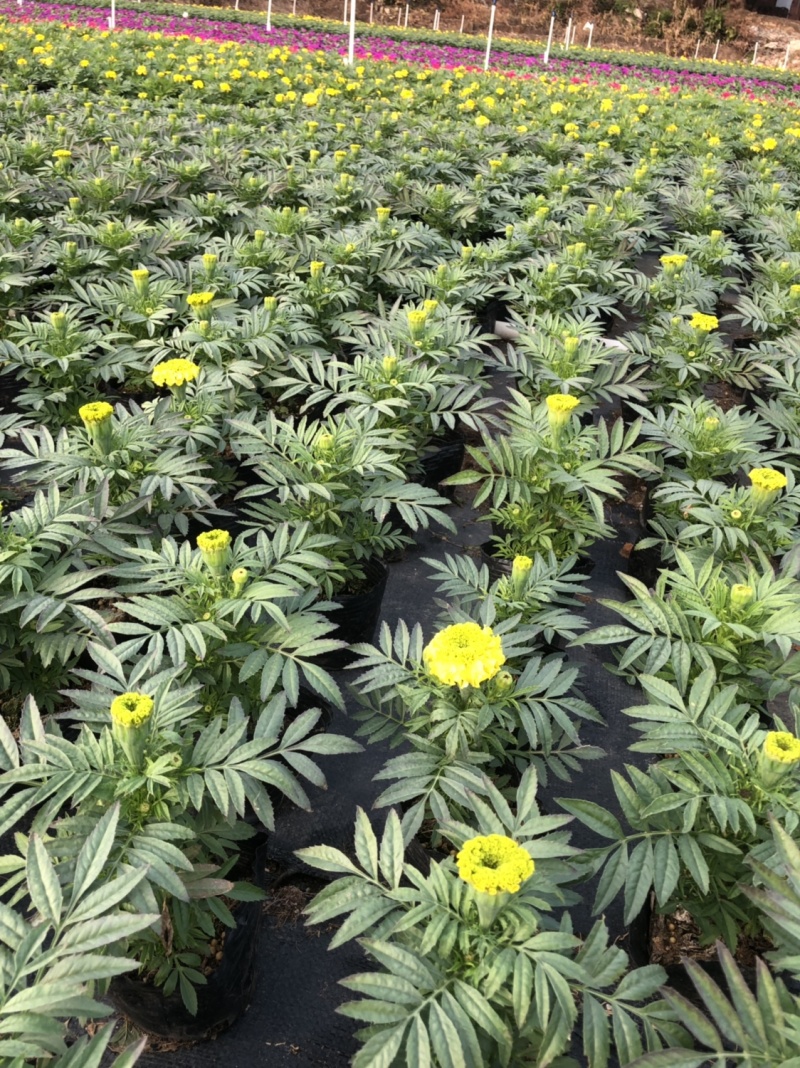 基地大量供应各品种时花