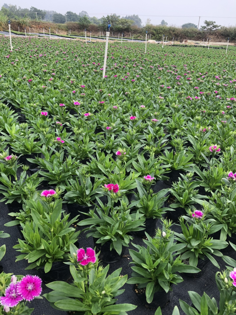 基地大量供应各品种时花
