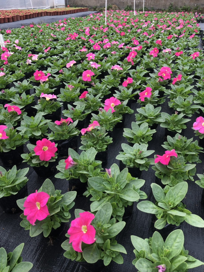 基地大量供应各品种时花