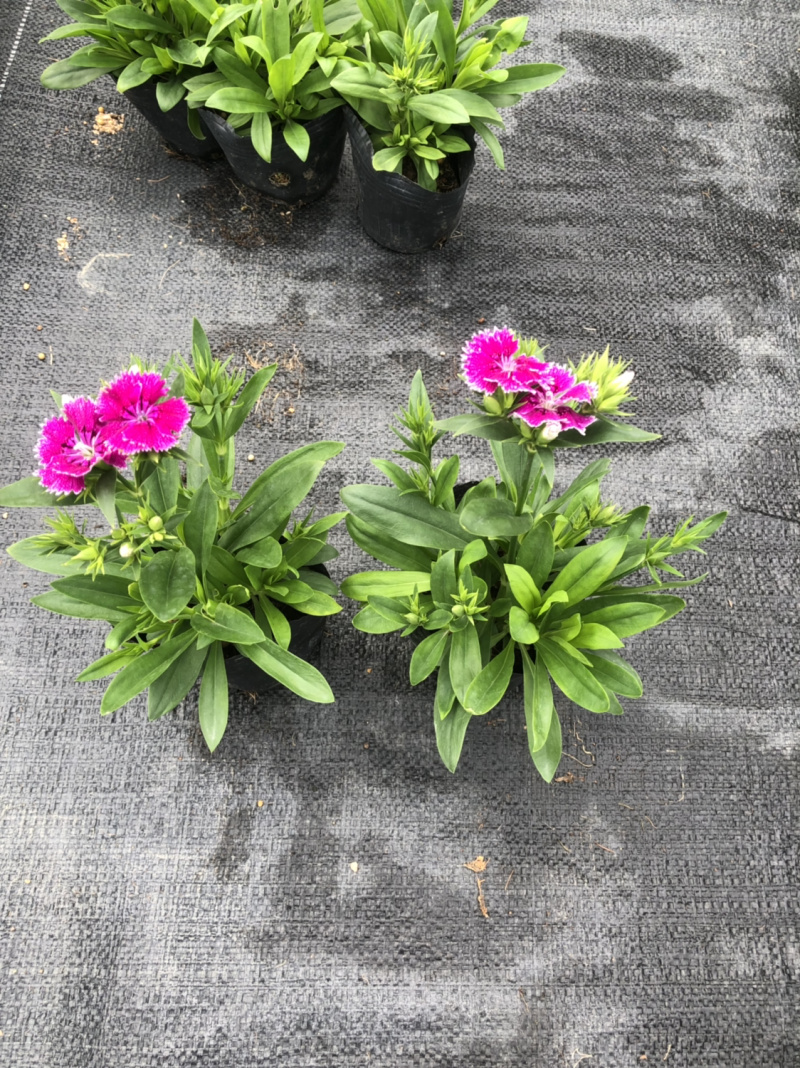 基地大量供应各品种时花