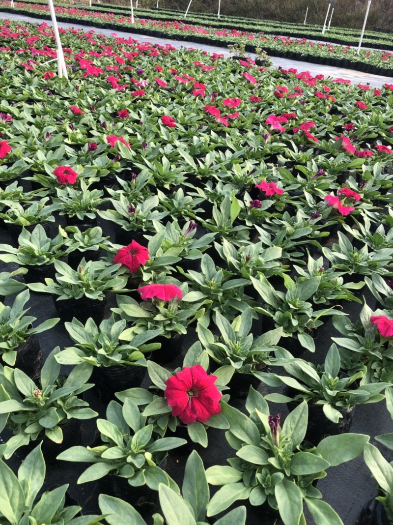 基地大量供应各品种时花