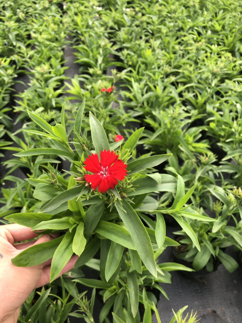 基地大量供应各品种时花