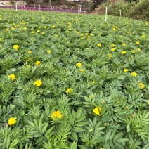 基地大量供应各品种时花